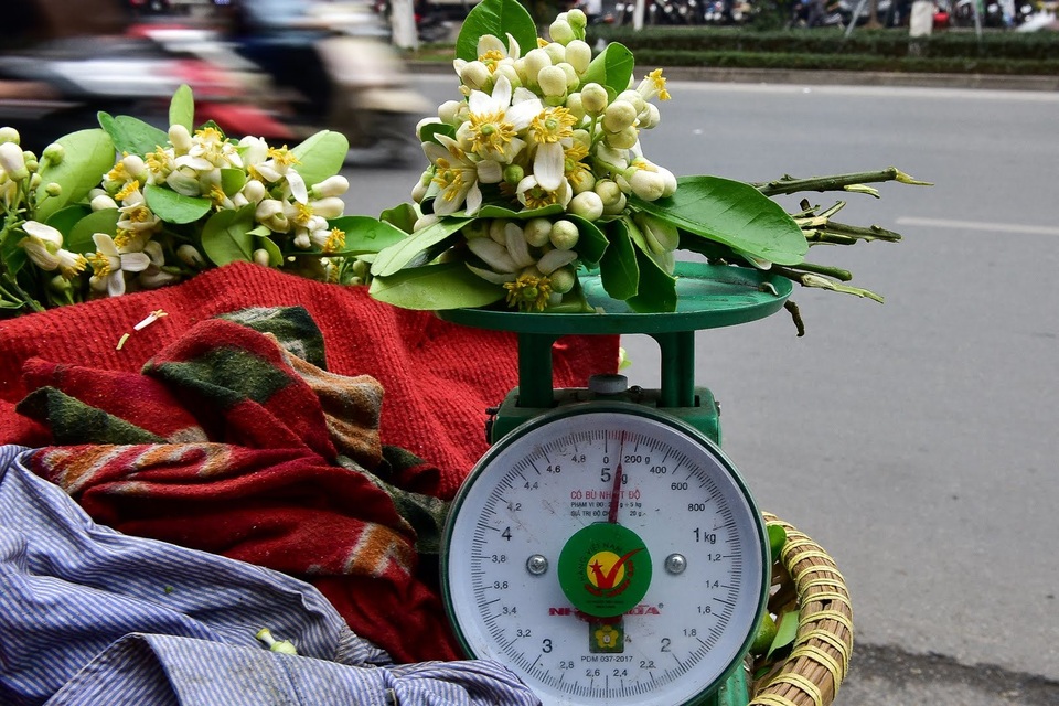 hoa buoi - 10 hoa buoi - 10