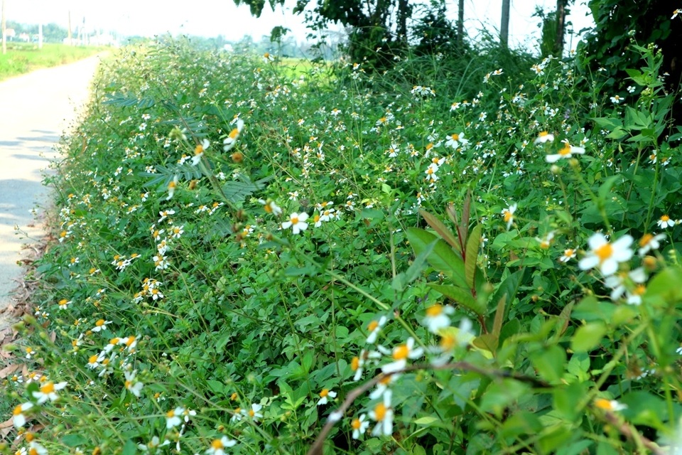 Hoa Xuyến Chi Hoa Xuyến Chi