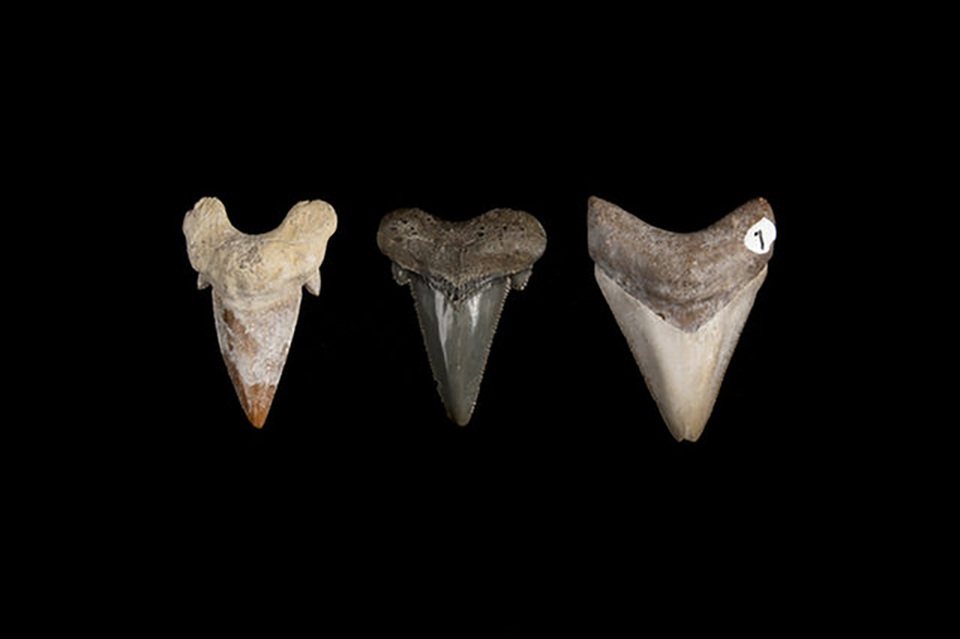 Siêu cá mập Megalodon tiến hóa hàng chục triệu năm để có bộ răng sát thủ - 1 Siêu cá mập Megalodon tiến hóa hàng chục triệu năm để có bộ răng sát thủ - 1