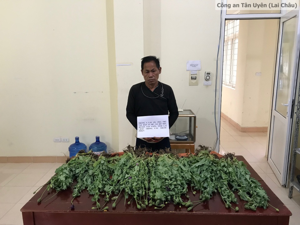 Bắt quả tang 2 chị em ruột đang thu hoạch hơn 2.300 cây thuốc phiện - 1 Bắt quả tang 2 chị em ruột đang thu hoạch hơn 2.300 cây thuốc phiện - 1