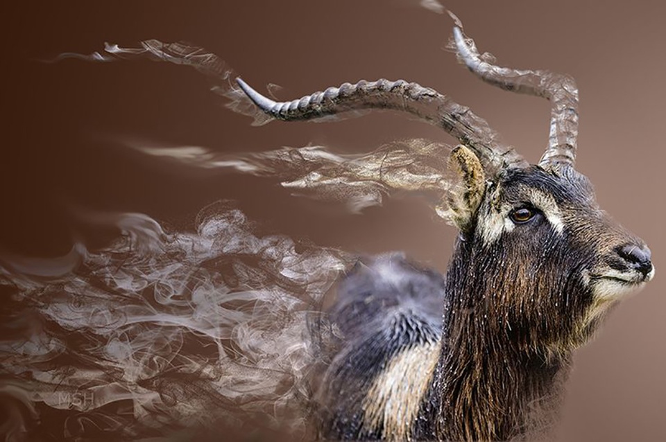 1.700 loài chim và động vật có thể bị “xoá sổ” vào năm 2070 - 1 1.700 loài chim và động vật có thể bị “xoá sổ” vào năm 2070 - 1