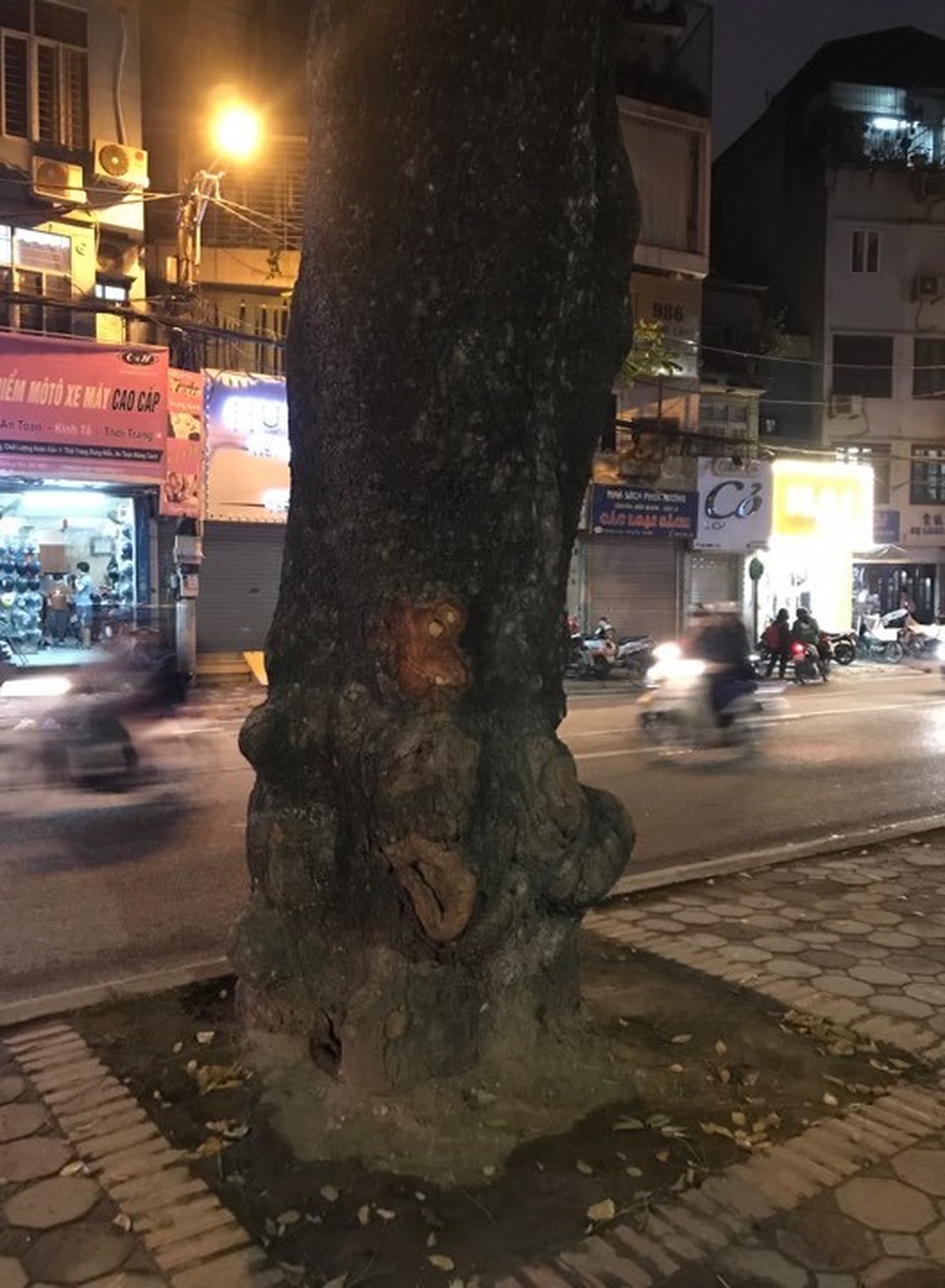 Hà Nội: Những vết khoét lạ trên thân hàng xà cừ cổ thụ - 9 Hà Nội: Những vết khoét lạ trên thân hàng xà cừ cổ thụ - 9
