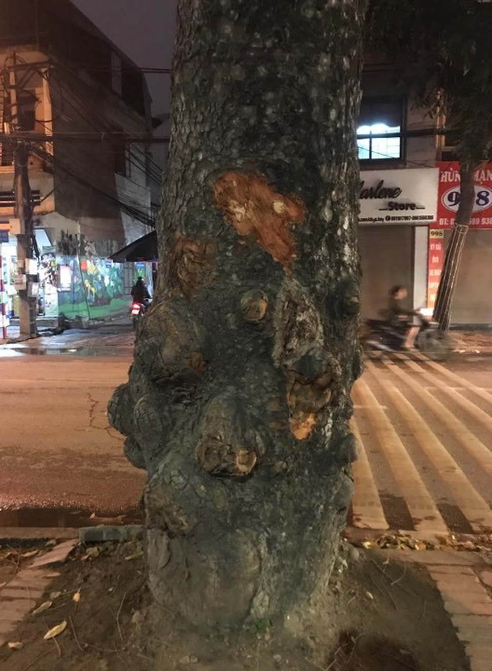 Hà Nội: Những vết khoét lạ trên thân hàng xà cừ cổ thụ - 1 Hà Nội: Những vết khoét lạ trên thân hàng xà cừ cổ thụ - 1