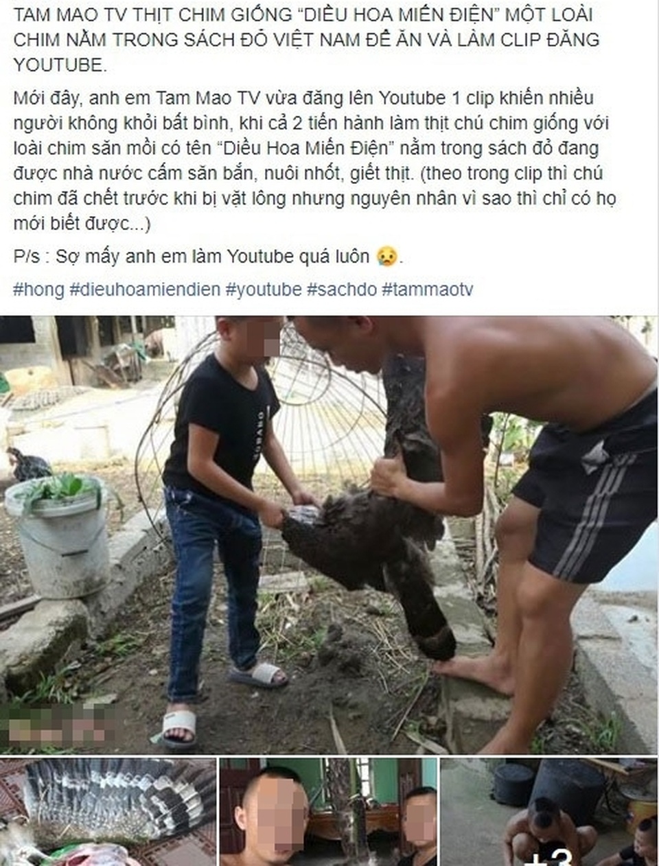 Hà Nội: Làm rõ hình ảnh chim trong sách đỏ bị 2 anh em Tam Mao làm thịt - 1 Hà Nội: Làm rõ hình ảnh chim trong sách đỏ bị 2 anh em Tam Mao làm thịt - 1