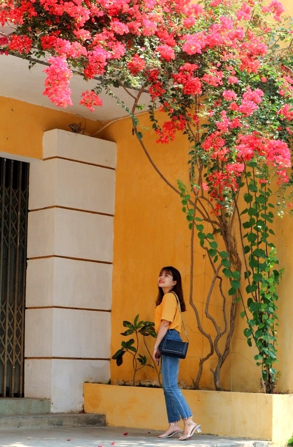 Hoa giấy ở Hội An