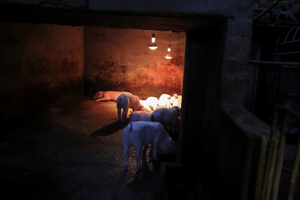 Hà Nội phát hiện thêm ổ dịch tả lợn châu Phi ở Sóc Sơn - 4