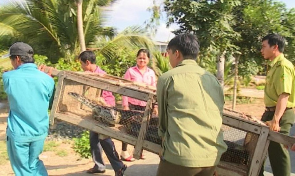 Dua tran dat nang 40 kg di tha vao khu A2 Vuon quoc gia TC.JPG Dua tran dat nang 40 kg di tha vao khu A2 Vuon quoc gia TC.JPG