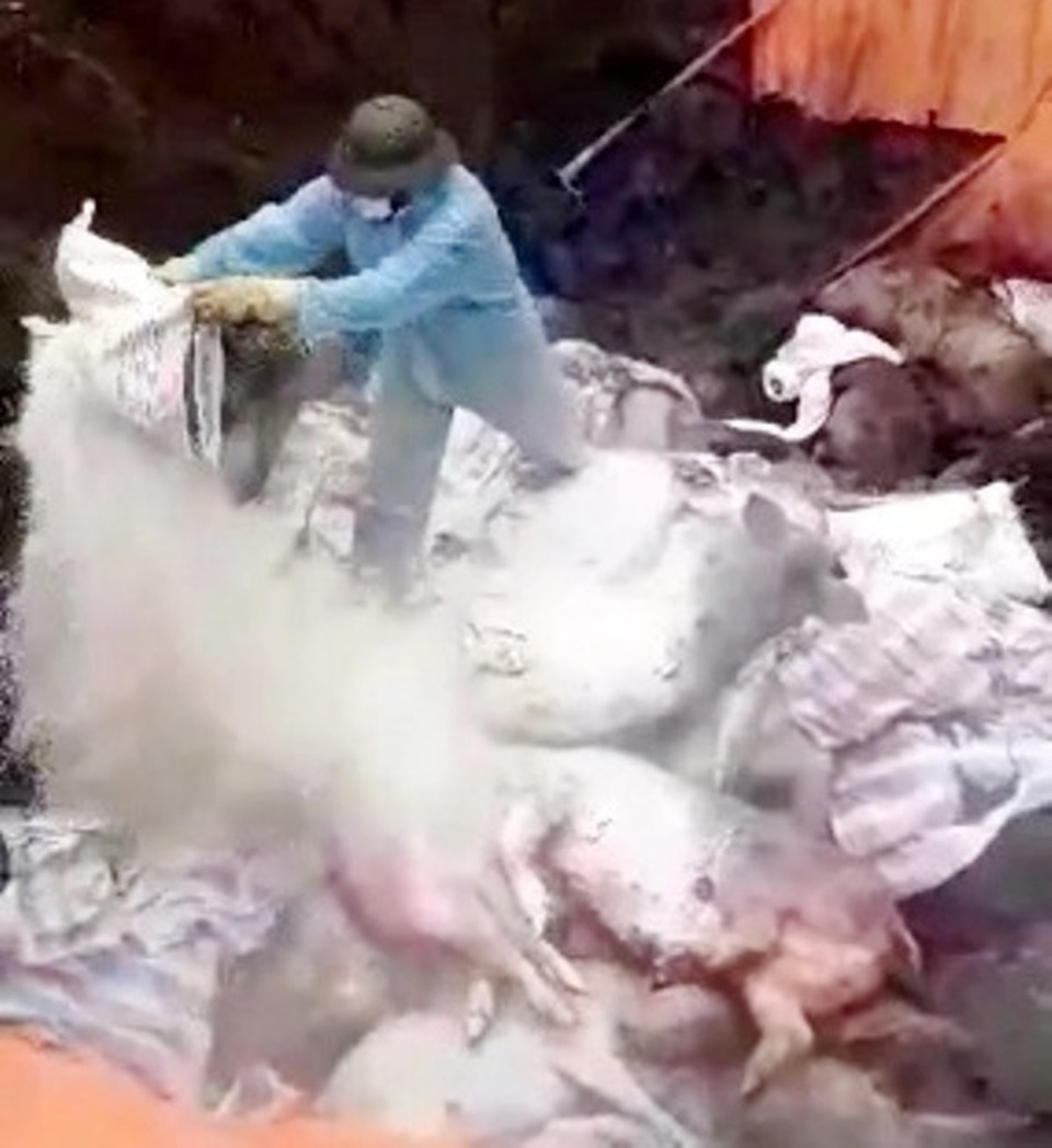 Ninh Bình: Cấp bách ngăn chặn dịch tả lợn châu Phi không lan rộng - 1 Ninh Bình: Cấp bách ngăn chặn dịch tả lợn châu Phi không lan rộng - 1