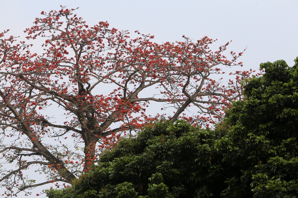 Hà Nội thơ mộng trong sắc đỏ hoa gạo - 13 Hà Nội thơ mộng trong sắc đỏ hoa gạo - 13