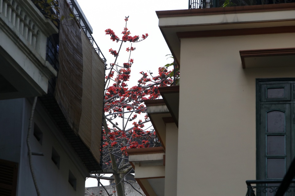 Hà Nội thơ mộng trong sắc đỏ hoa gạo - 7 Hà Nội thơ mộng trong sắc đỏ hoa gạo - 7