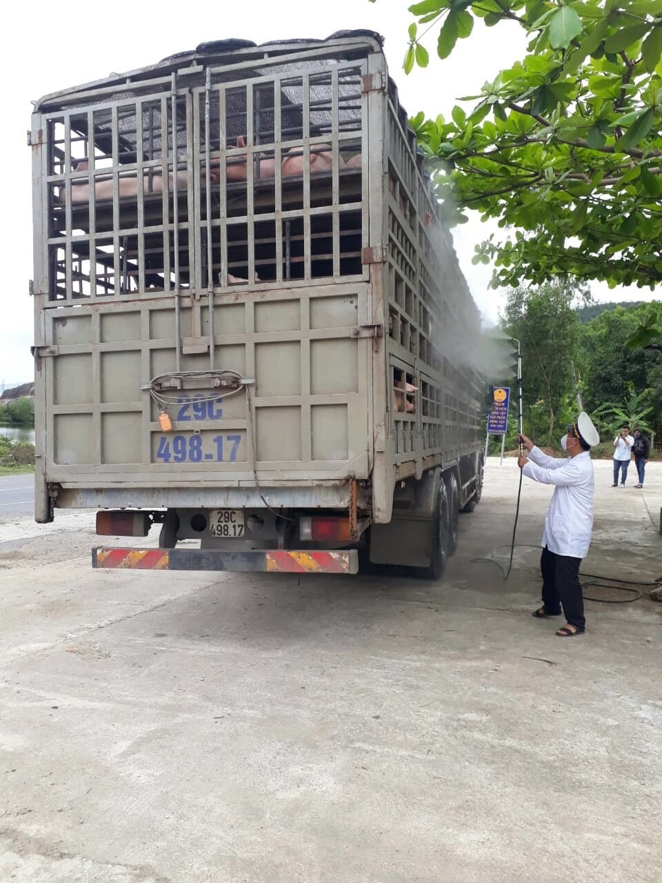 Dịch tả lợn châu Phi: Kiểm soát chặt chẽ các phương tiện vận chuyển lợn qua địa bàn Đà Nẵng - 2 Dịch tả lợn châu Phi: Kiểm soát chặt chẽ các phương tiện vận chuyển lợn qua địa bàn Đà Nẵng - 2