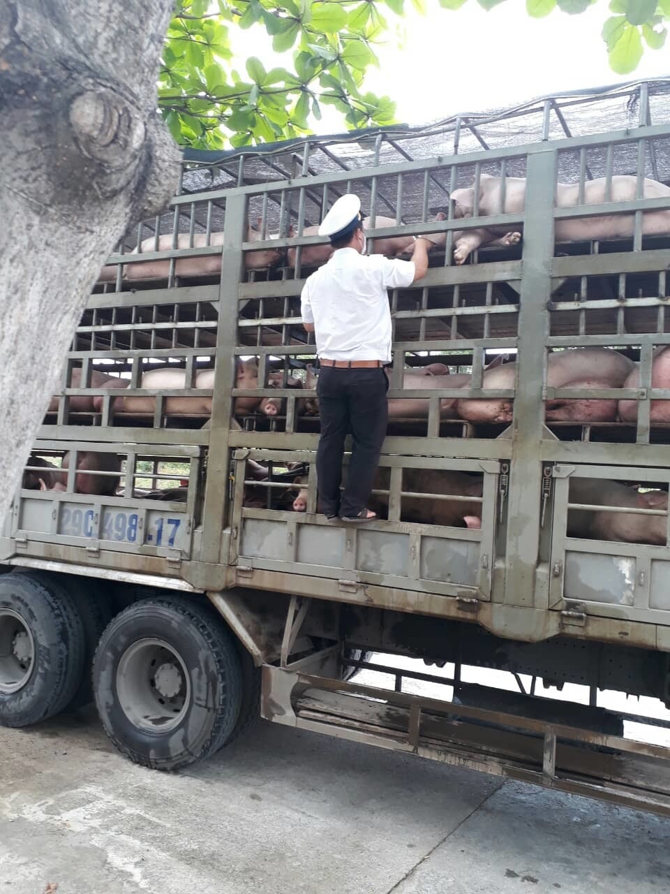 Dịch tả lợn châu Phi: Kiểm soát chặt chẽ các phương tiện vận chuyển lợn qua địa bàn Đà Nẵng - 1 Dịch tả lợn châu Phi: Kiểm soát chặt chẽ các phương tiện vận chuyển lợn qua địa bàn Đà Nẵng - 1