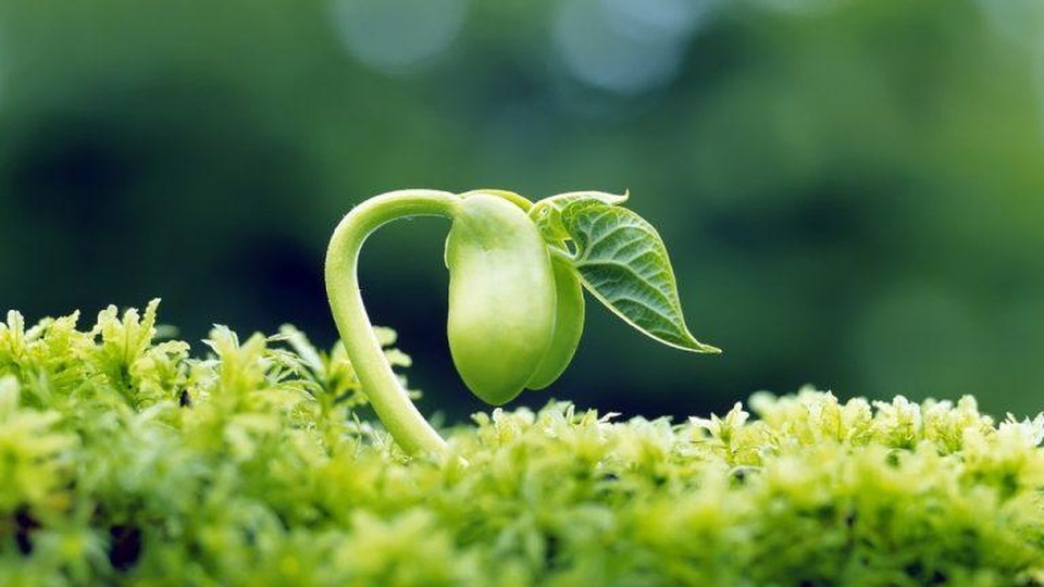 Phôi mầm đậu nành - tác dụng tuyệt vời đối với phái đẹp - 2 Phôi mầm đậu nành - tác dụng tuyệt vời đối với phái đẹp - 2