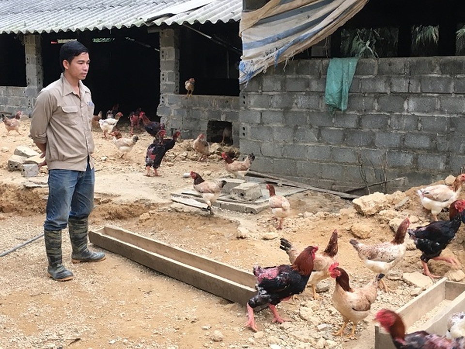 Trở về từ Hàn Quốc, 8X thả bạt ngàn gà trên đồi, bỏ túi 170 triệu đồng - 1 Trở về từ Hàn Quốc, 8X thả bạt ngàn gà trên đồi, bỏ túi 170 triệu đồng - 1