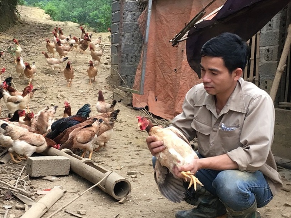Trở về từ Hàn Quốc, 8X thả bạt ngàn gà trên đồi, bỏ túi 170 triệu đồng - 2 Trở về từ Hàn Quốc, 8X thả bạt ngàn gà trên đồi, bỏ túi 170 triệu đồng - 2