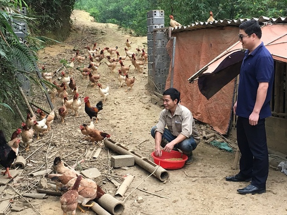 Trở về từ Hàn Quốc, 8X thả bạt ngàn gà trên đồi, bỏ túi 170 triệu đồng - 3 Trở về từ Hàn Quốc, 8X thả bạt ngàn gà trên đồi, bỏ túi 170 triệu đồng - 3