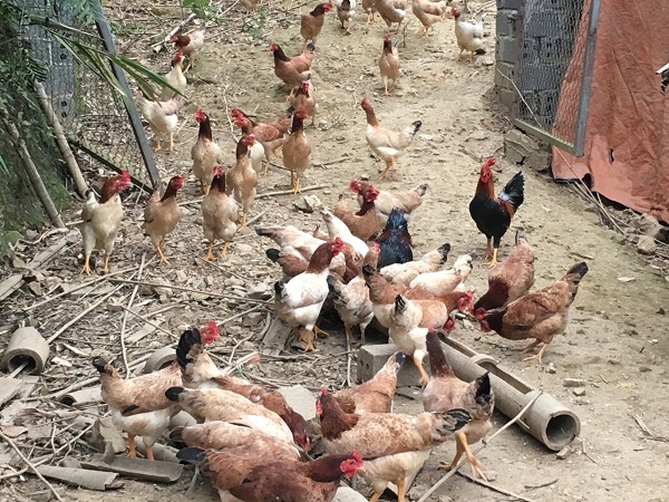 Trở về từ Hàn Quốc, 8X thả bạt ngàn gà trên đồi, bỏ túi 170 triệu đồng - 4 Trở về từ Hàn Quốc, 8X thả bạt ngàn gà trên đồi, bỏ túi 170 triệu đồng - 4