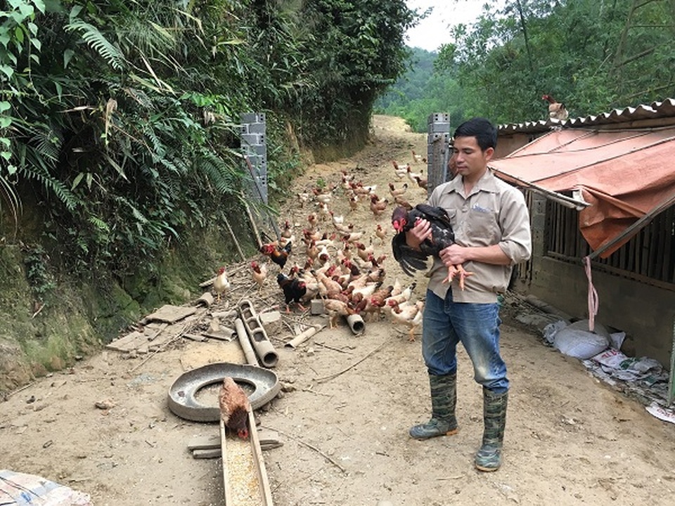Trở về từ Hàn Quốc, 8X thả bạt ngàn gà trên đồi, bỏ túi 170 triệu đồng - 5 Trở về từ Hàn Quốc, 8X thả bạt ngàn gà trên đồi, bỏ túi 170 triệu đồng - 5
