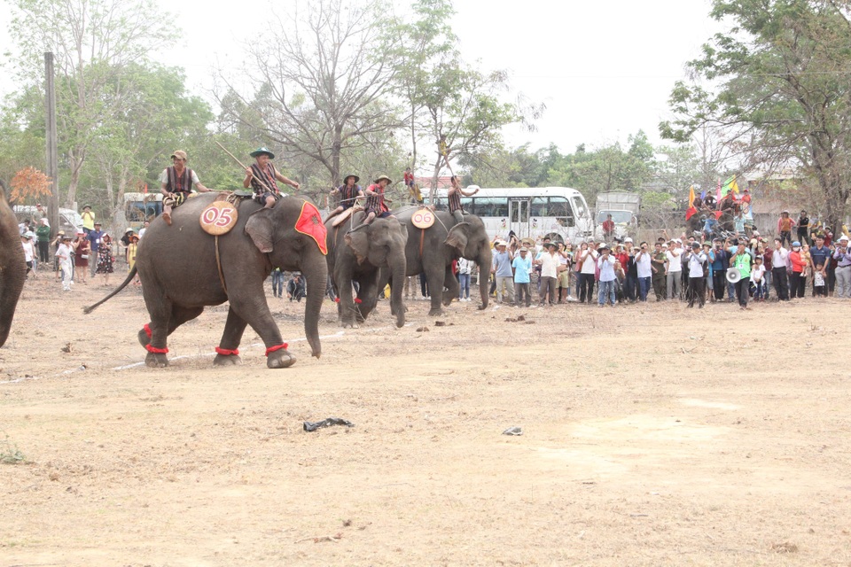 Đắk Lắk: Tưng bừng hội đua voi Buôn Đôn - 2 Đắk Lắk: Tưng bừng hội đua voi Buôn Đôn - 2
