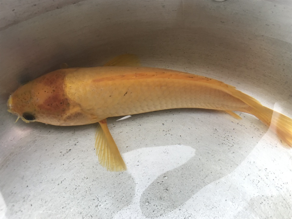 Bắt được cá rô toàn thân vàng óng tuyệt đẹp - 1