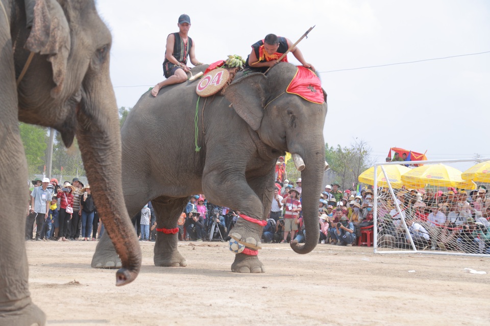 Đắk Lắk: Tưng bừng hội đua voi Buôn Đôn - 5 Đắk Lắk: Tưng bừng hội đua voi Buôn Đôn - 5