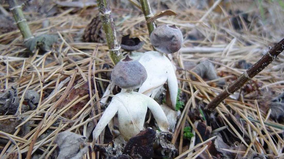 Phát hiện loài nấm hình người ở Anh - 1