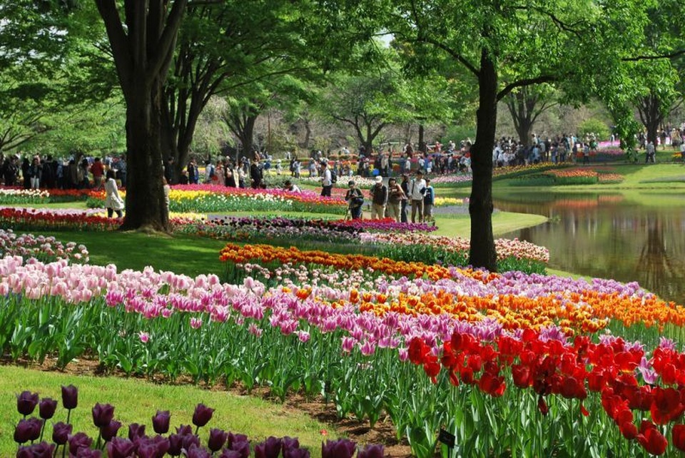 Vòng quanh thế giới ngắm những vườn tulip vạn người mê 6.jpg Vòng quanh thế giới ngắm những vườn tulip vạn người mê 6.jpg