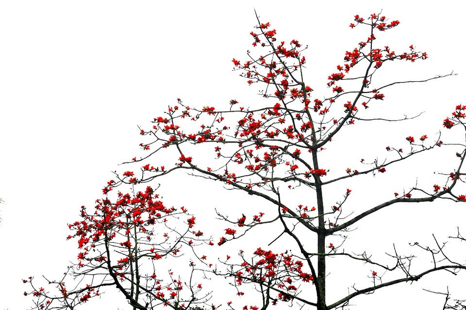 Hoa gạo “thắp lửa” khắp núi rừng Hương Sơn - 10