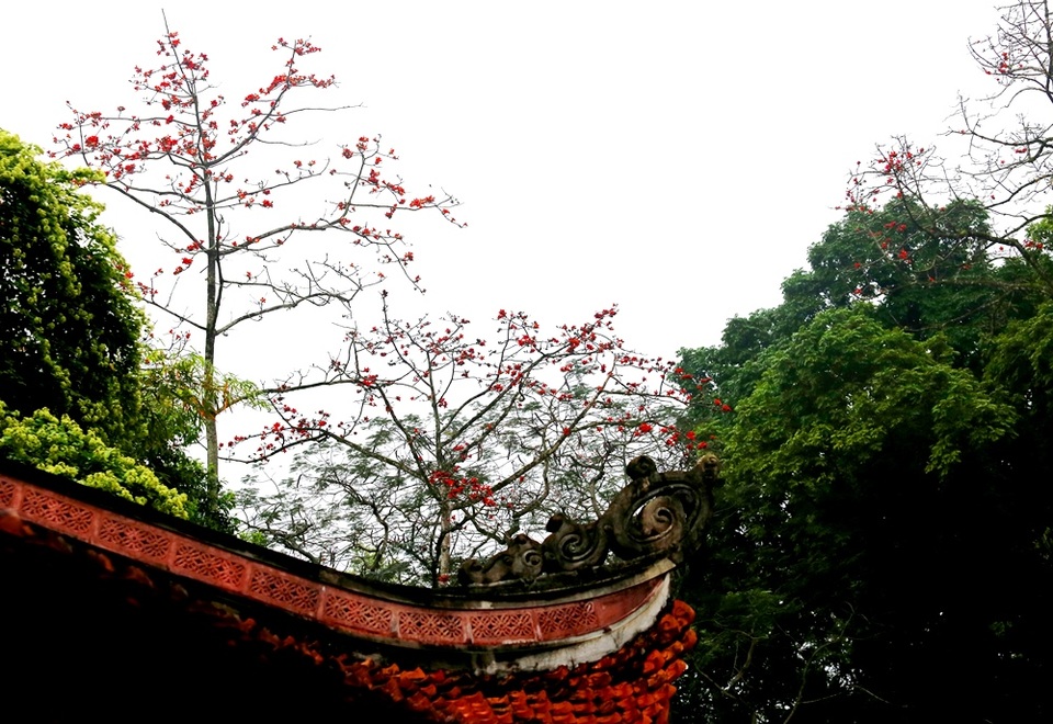 Hoa gạo “thắp lửa” khắp núi rừng Hương Sơn - 5