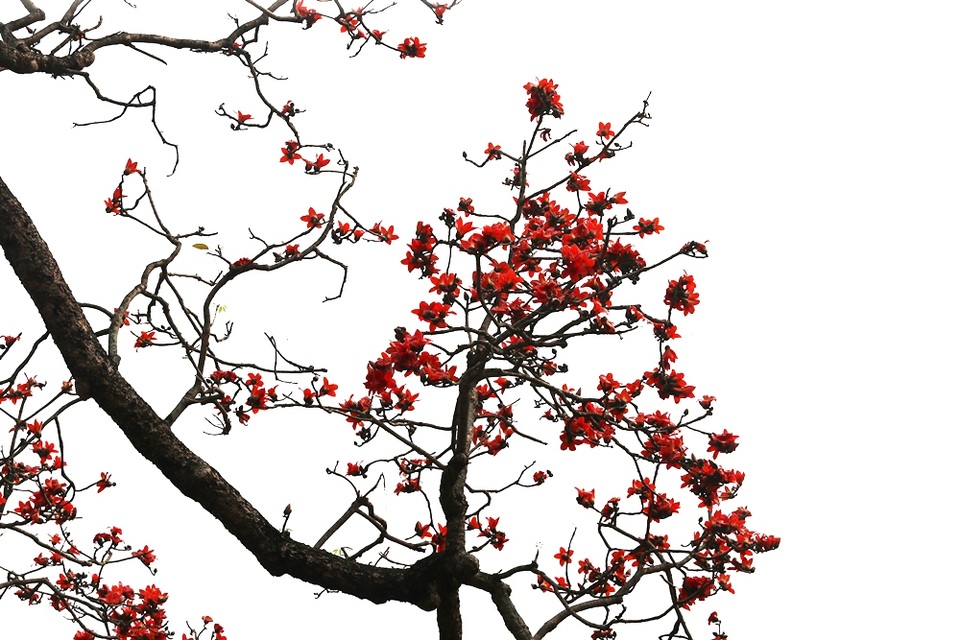 Hoa gạo “thắp lửa” khắp núi rừng Hương Sơn - 7