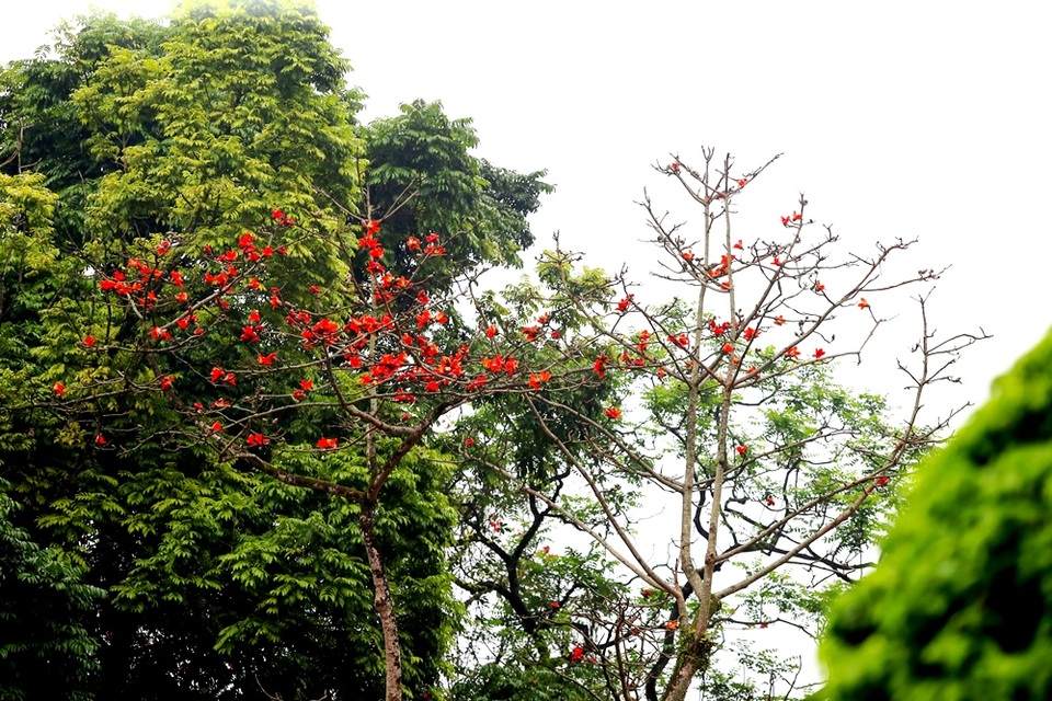 Hoa gạo “thắp lửa” khắp núi rừng Hương Sơn - 9