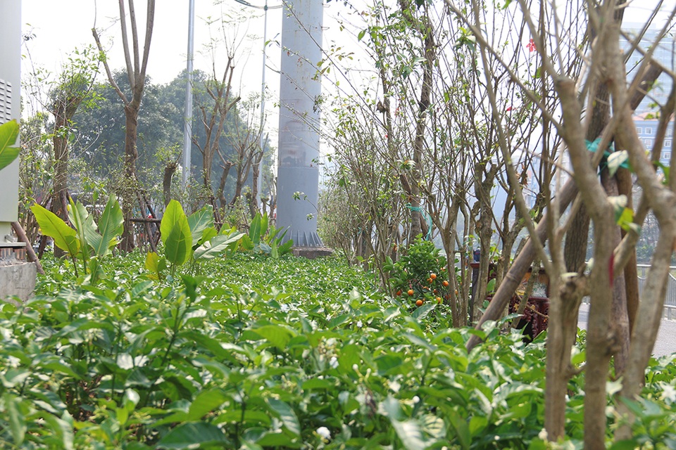 Toàn cảnh con đường dọc sông Tô Lịch chỉ để đi bộ, đi xe đạp - 5 Toàn cảnh con đường dọc sông Tô Lịch chỉ để đi bộ, đi xe đạp - 5
