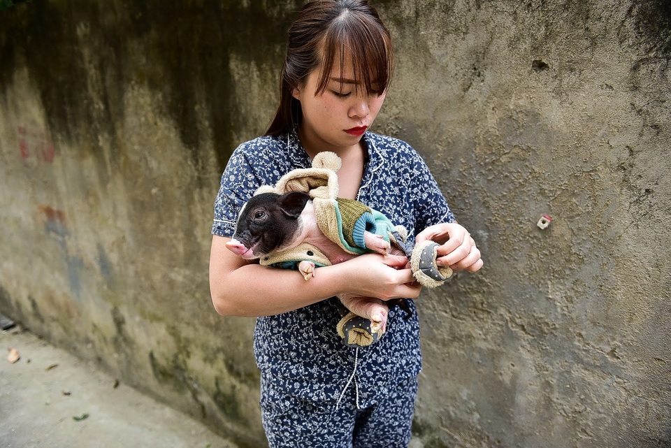 Lợn cảnh 2,5 triệu/con: Mốt thú cưng sang chảnh của quý cô Hà Thành - 8 Lợn cảnh 2,5 triệu/con: Mốt thú cưng sang chảnh của quý cô Hà Thành - 8