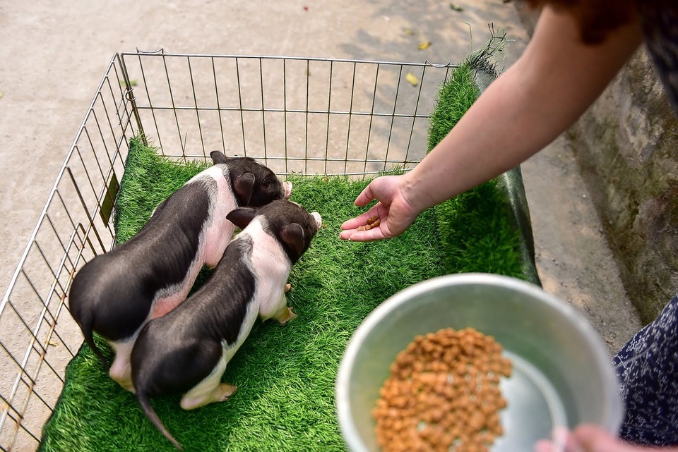 Lợn cảnh 2,5 triệu/con: Mốt thú cưng sang chảnh của quý cô Hà Thành - 6 Lợn cảnh 2,5 triệu/con: Mốt thú cưng sang chảnh của quý cô Hà Thành - 6