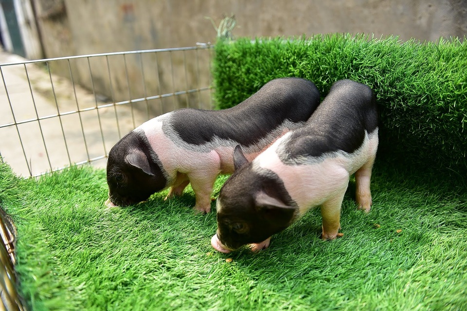 Lợn cảnh 2,5 triệu/con: Mốt thú cưng sang chảnh của quý cô Hà Thành - 1 Lợn cảnh 2,5 triệu/con: Mốt thú cưng sang chảnh của quý cô Hà Thành - 1