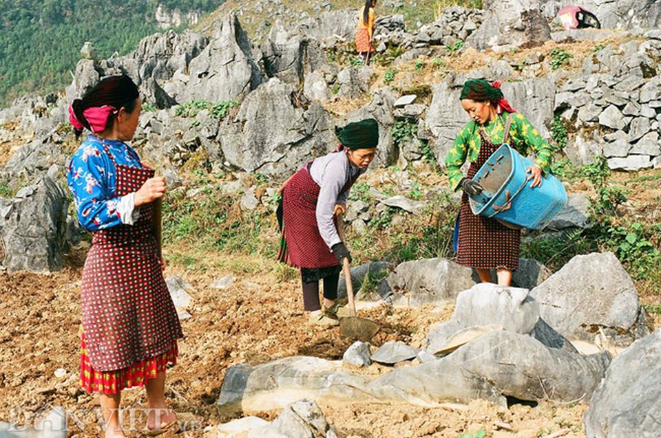 Ngắm hoa đào nở muộn tuyệt đẹp trên cao nguyên đá Đồng Văn - 10 Ngắm hoa đào nở muộn tuyệt đẹp trên cao nguyên đá Đồng Văn - 10