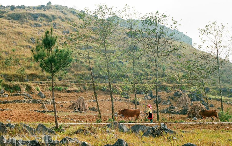 Ngắm hoa đào nở muộn tuyệt đẹp trên cao nguyên đá Đồng Văn - 11 Ngắm hoa đào nở muộn tuyệt đẹp trên cao nguyên đá Đồng Văn - 11