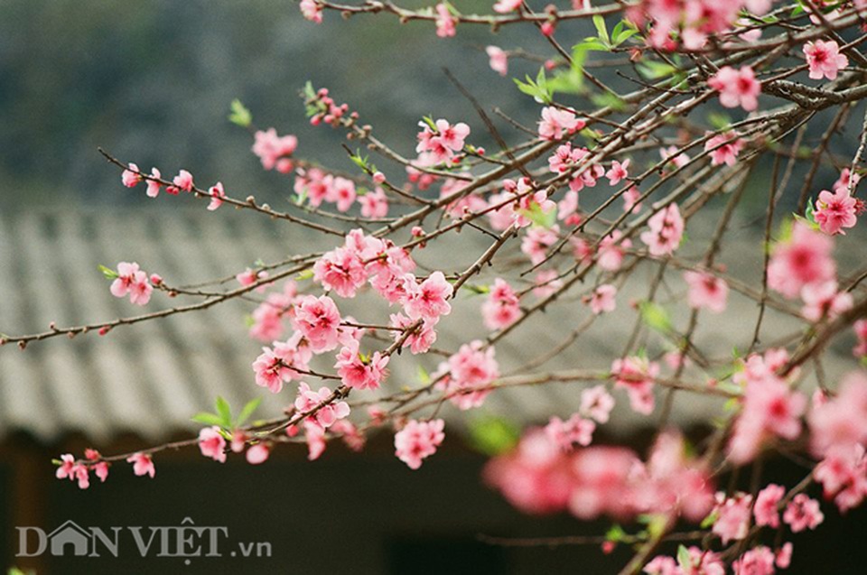 Ngắm hoa đào nở muộn tuyệt đẹp trên cao nguyên đá Đồng Văn - 2 Ngắm hoa đào nở muộn tuyệt đẹp trên cao nguyên đá Đồng Văn - 2