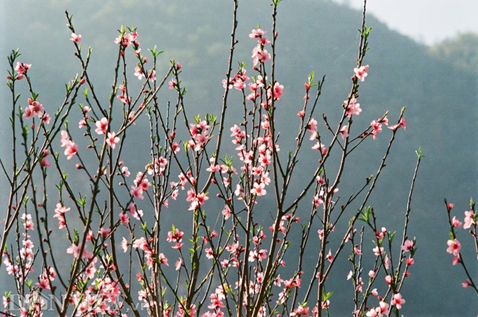 Ngắm hoa đào nở muộn tuyệt đẹp trên cao nguyên đá Đồng Văn - 4 Ngắm hoa đào nở muộn tuyệt đẹp trên cao nguyên đá Đồng Văn - 4