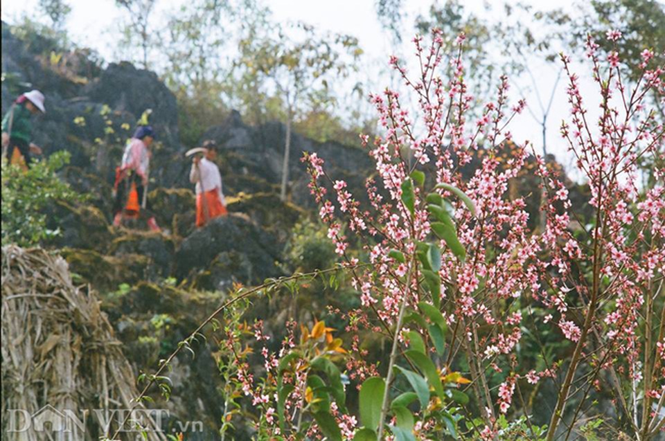 Ngắm hoa đào nở muộn tuyệt đẹp trên cao nguyên đá Đồng Văn - 7 Ngắm hoa đào nở muộn tuyệt đẹp trên cao nguyên đá Đồng Văn - 7
