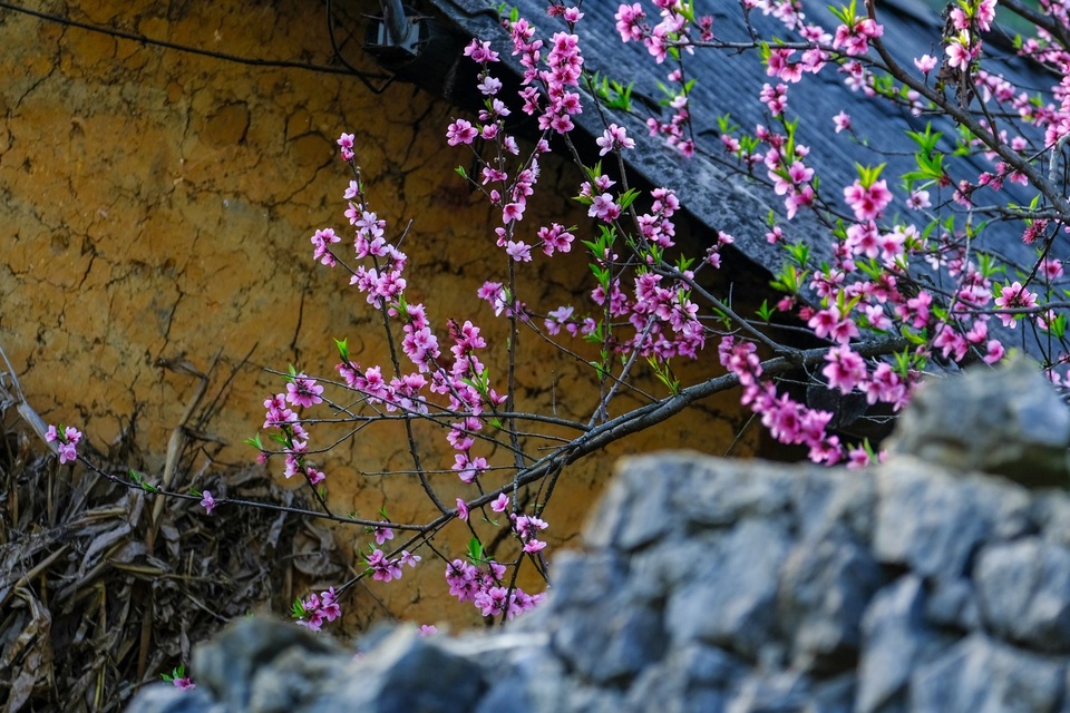 Những bức ảnh khiến ai cũng muốn đi Hà Giang tháng 3 này - 2 Những bức ảnh khiến ai cũng muốn đi Hà Giang tháng 3 này - 2