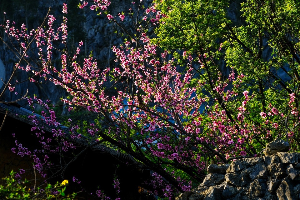 Những bức ảnh khiến ai cũng muốn đi Hà Giang tháng 3 này - 6 Những bức ảnh khiến ai cũng muốn đi Hà Giang tháng 3 này - 6