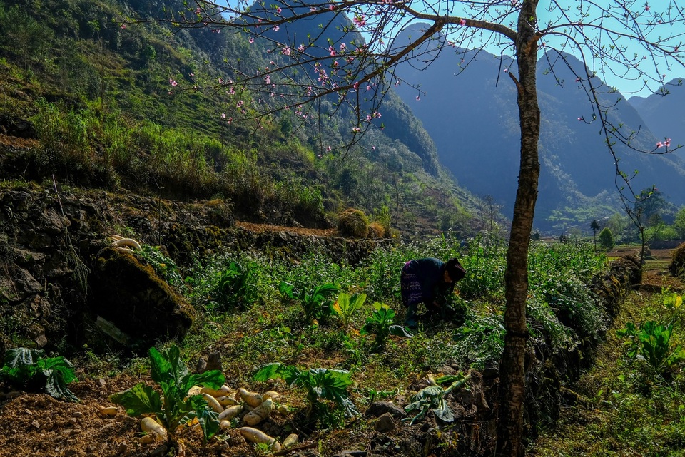 Những bức ảnh khiến ai cũng muốn đi Hà Giang tháng 3 này - 7 Những bức ảnh khiến ai cũng muốn đi Hà Giang tháng 3 này - 7