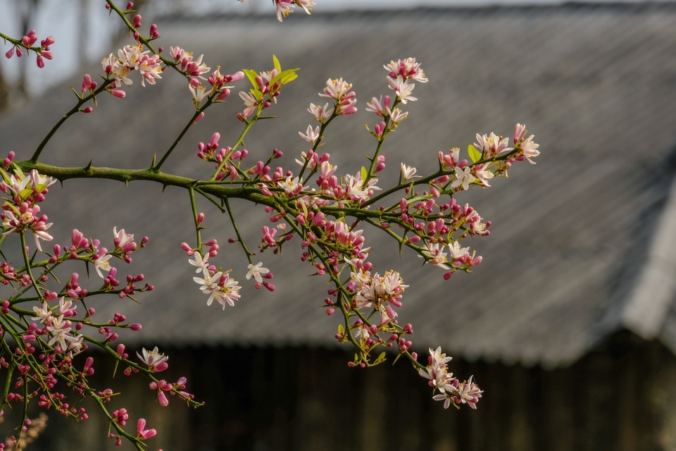 Những bức ảnh khiến ai cũng muốn đi Hà Giang tháng 3 này - 15 Những bức ảnh khiến ai cũng muốn đi Hà Giang tháng 3 này - 15