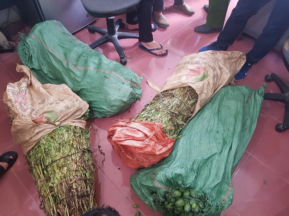 4 thanh niên cùng nhau trồng 1 nương cây thuốc phiện để bán - 1