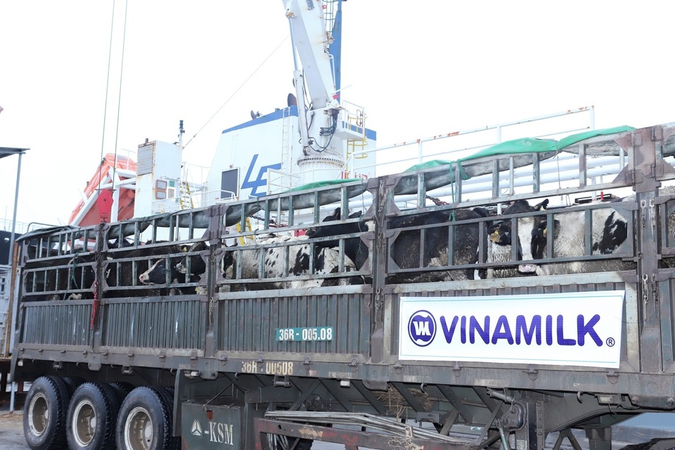 Vinamilk nhập thêm 1.600 bò sữa HF và A2 từ Mỹ - 2 Vinamilk nhập thêm 1.600 bò sữa HF và A2 từ Mỹ - 2