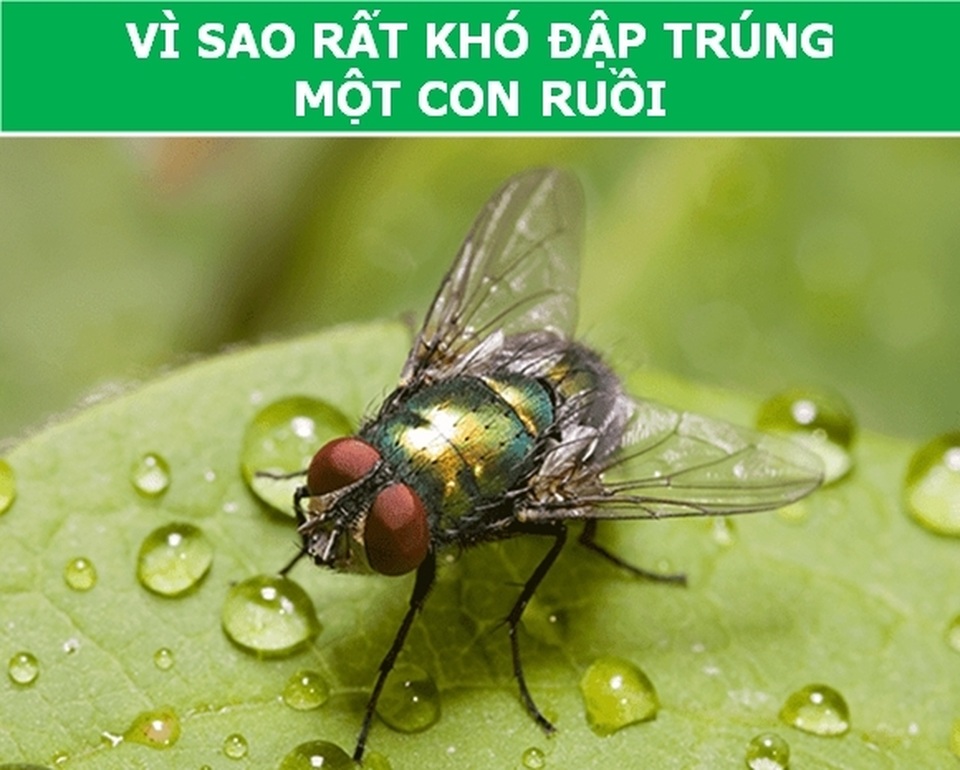 dong_vat_1.jpg dong_vat_1.jpg