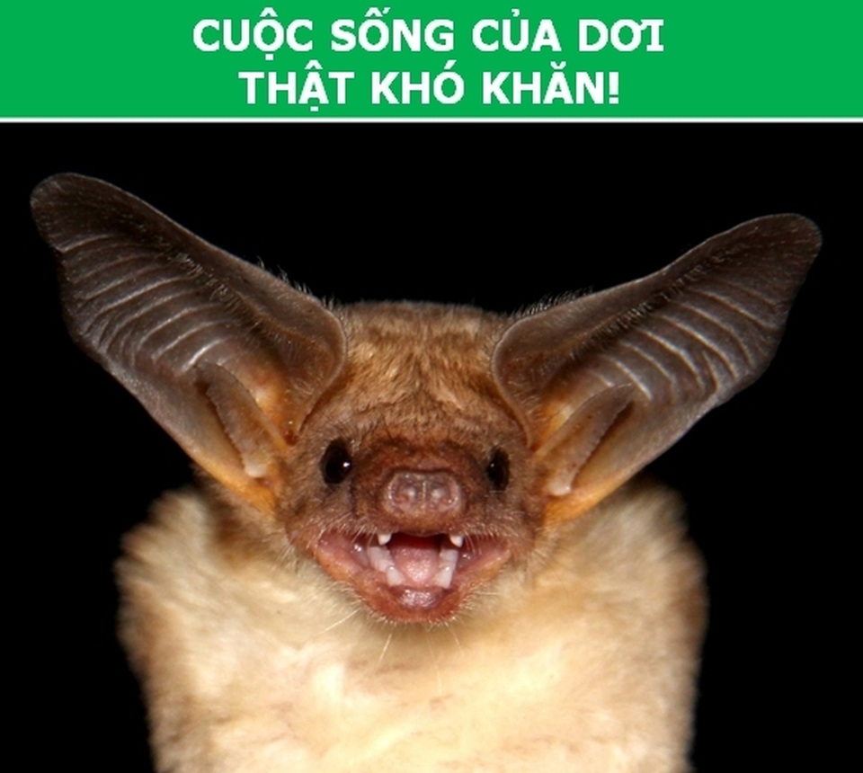 dong_vat_2.jpg dong_vat_2.jpg