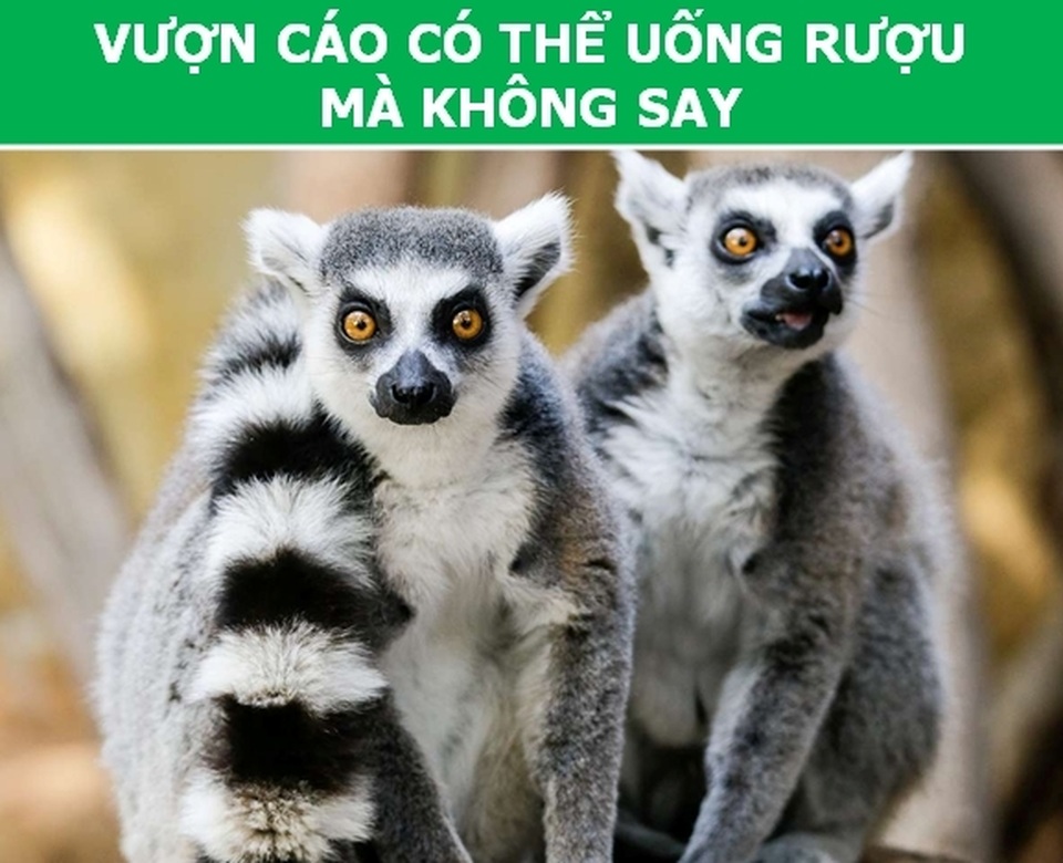 dong_vat_3.jpg dong_vat_3.jpg