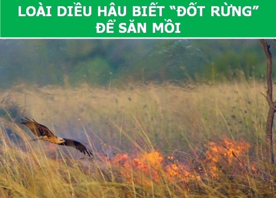 dong_vat_4.jpg dong_vat_4.jpg